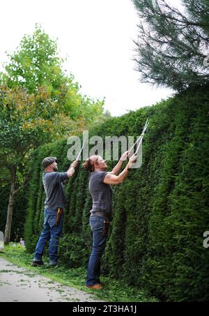 Artisti topiari che lavorano su una siepe Yew, Regno Unito Foto Stock