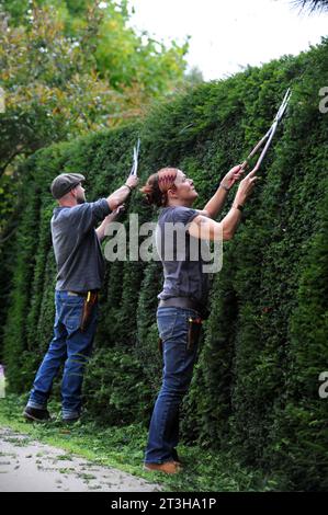 Artisti topiari che lavorano su una siepe Yew, Regno Unito Foto Stock