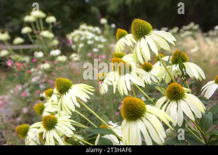 Echinacea cespuglio in fiore visto da vicino Foto Stock