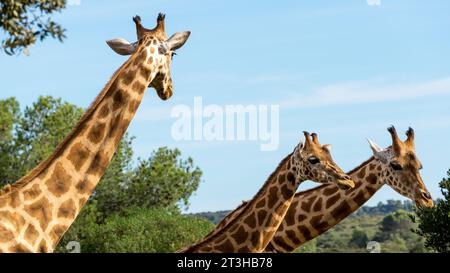 Immagine di tre giraffe in cerca di cibo sullo sfondo meraviglioso del cielo blu estivo Foto Stock