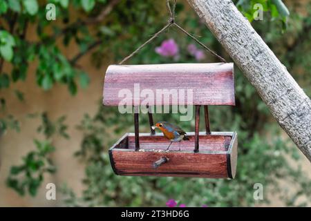 casetta in legno nel giardino appesa a un albero, mangia uccello robin Foto Stock