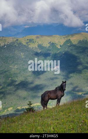 Pascolo dei cavalli nella riserva naturale del Vallon De Combeau con la catena montuosa del Vercors sullo sfondo nel sud della Francia (Dr Foto Stock