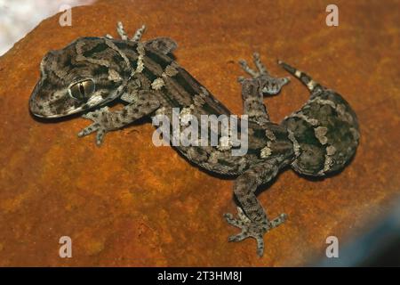 Primo piano dettagliato sul geco del Pacifico, Dactylocnemis pacificus endemico della nuova Zelanda Foto Stock