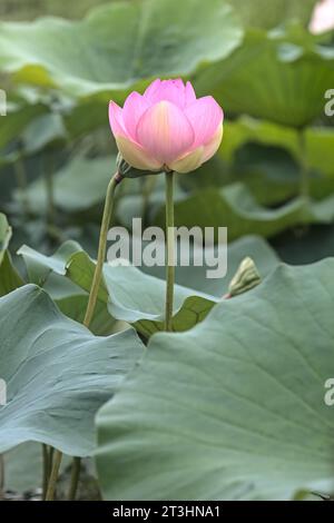 Lotuses in fiore vicino al lago visto da vicino Foto Stock