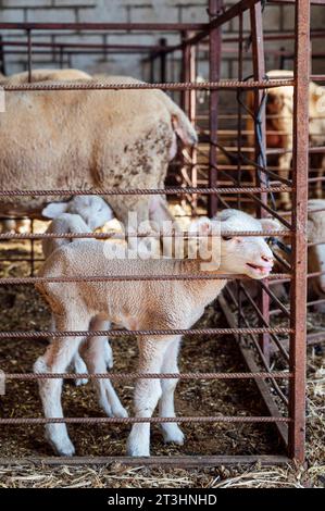 Un gregge di pecore e agnelli e montoni su un podere alimentando Foto Stock