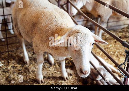 pecore che guardano nella stalla Foto Stock