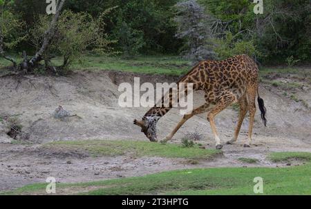 giraffa masai inginocchiata e sali da leccare per minerali nel bush selvaggio di masai mara, kenya Foto Stock