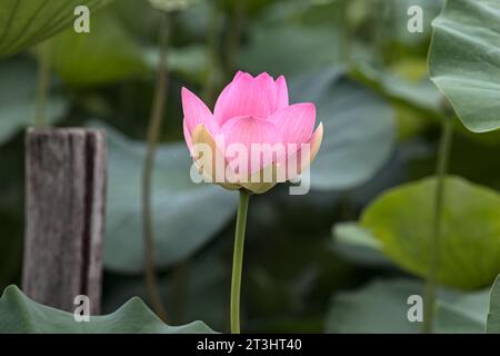 Lotuses in fiore vicino al lago visto da vicino Foto Stock