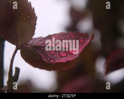 Primo piano delle gocce di pioggia su una giovane foglia di rosa, colorata di rosso con antociani. Foto Stock