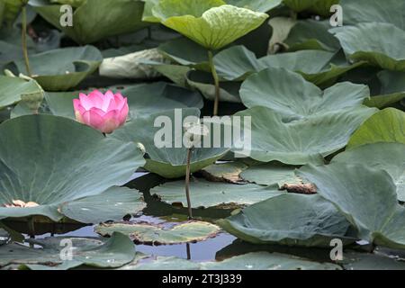 Lotuses in fiore vicino al lago visto da vicino Foto Stock