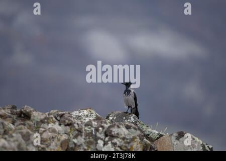 Corvo incappucciato nelle montagne di Rhodope. Corvo sulla cima delle montagne della Bulgaria. Ornitologia durante l'inverno. Foto Stock