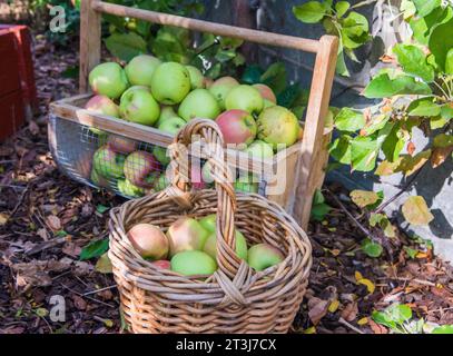 Mele appena raccolte da un frutteto casalingo. Foto Stock