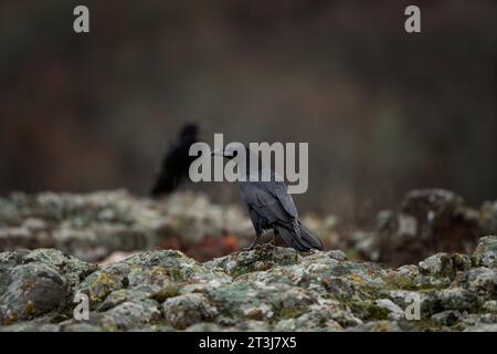 Corvo comune nelle montagne di Rhodope. Gregge di corvo sulla roccia. Ornitologia nelle montagne della Bulgaria. Uccelli neri nella natura europea. Foto Stock