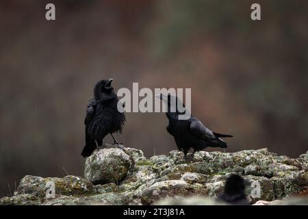 Corvo comune nelle montagne di Rhodope. Gregge di corvo sulla roccia. Ornitologia nelle montagne della Bulgaria. Uccelli neri nella natura europea. Foto Stock