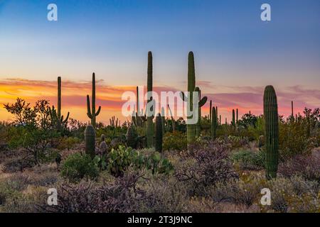 Cactus Saguaro nel deserto dell'Arizona al tramonto Foto Stock