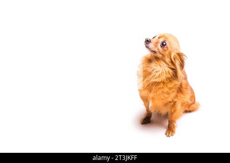 Vista dall'alto, cane marrone che guarda verso l'alto Foto Stock