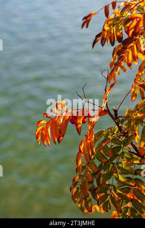 Segni di autunno a Steveston, Columbia Britannica, Canada Foto Stock