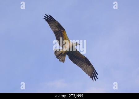 Uccello Osprey che vola con un bel cielo blu in un giorno d'estate, a caccia di cibo. Foto Stock