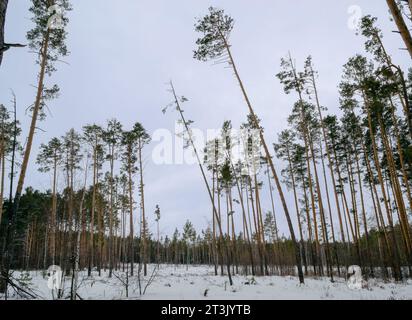 I tronchi sottili di pini alti nella foresta invernale Foto Stock