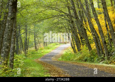 Strada di ghiaia attraverso alberi ad arco sulla strada in autunno lungo la Old Cascade Highway a Washington Cascades Foto Stock