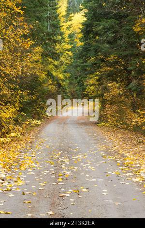 Alberi e foglie dai colori autunnali su una strada di ghiaia a corsia singola in autunno nelle Washington Cascades Foto Stock