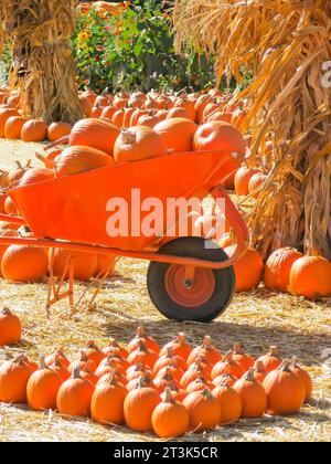 Zucche a Wheelbarrow pronte per l'acquisto Foto Stock