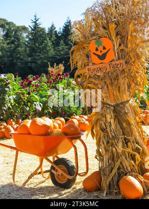 Zucche a Wheelbarrow pronte per l'acquisto Foto Stock