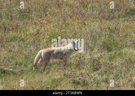 Caccia al West Coyote nel prato della Lamar Valley nel parco nazionale di Yellowstone Foto Stock