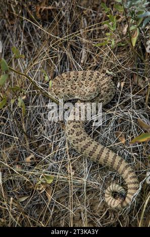 Prairie Rattlesnake dall'Alberta, Canada Foto Stock