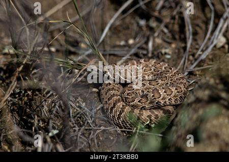 Baby Prairie Rattlesnake dall'Alberta, Canada Foto Stock