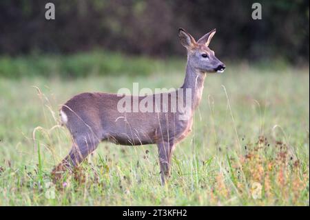 Capreolus capreolus capreolus capriolo europeo femmina in un campo. Guardare la gente che cammina. Pomeriggio d'autunno, natura della repubblica Ceca. Foto Stock