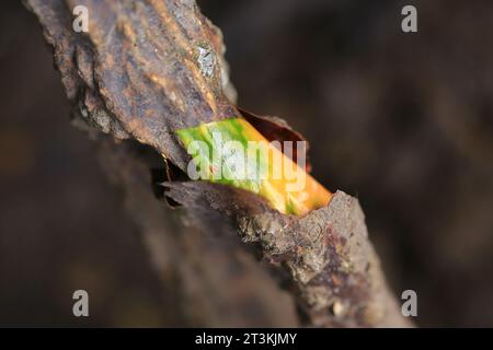 Primo piano radice di mangrovie verdi nella foresta di mangrovie Thailandia Foto Stock