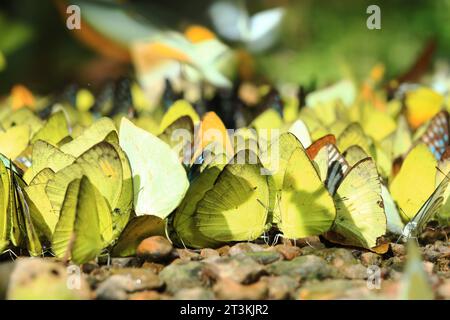 La bellezza delle farfalle selvatiche Ban Krang Camp Kaeng Krachan National Park, Thailandia Foto Stock