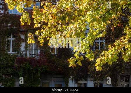 Die Blätter der Bäume in der Dunckerstraße in Berlin-Prenzlauer Berg färben sich herbstlich gelb./le foglie degli alberi di Dunckerstraße in Berlin-Prenzlauer Berg stanno diventando un giallo autunnale. Herbst a Berlino-Prenzlauer Berg *** le foglie degli alberi su Dunckerstraße a Berlino Prenzlauer Berg stanno trasformando un autunno giallo autunnale a Berlino Prenzlauer Berg sp20231010x8534.jpg credito: Imago/Alamy Live News Foto Stock