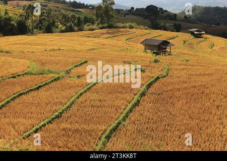 La bellezza della natura al villaggio di Ban Pa Bong Piang, il distretto di Mae Chaem, la provincia di Chiang mai, Tailandia Foto Stock