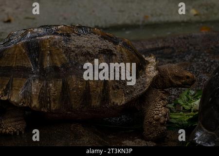Due tartarughe africane speronato che mangiano durante la pioggia: Centrochelys sulcata, grandi tartarughe di cespugli africani, boschi e praterie, lago Langan Foto Stock