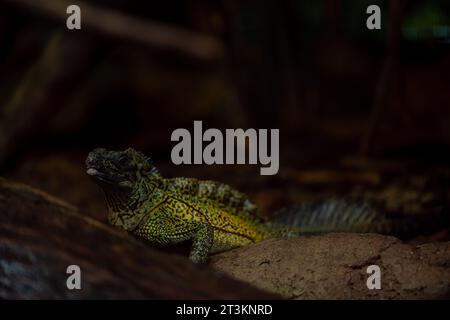 Philippine Sailfin Lizard: Una lucertola timida e dai colori fantastici che vive molto vicino a un corpo d'acqua e la sua dieta è composta da frutta, insetti, piccoli e Foto Stock