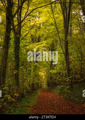 L'autunno sta arrivando nel profondo della Friston Forest, a sud-est del Sussex, nel sud-est dell'Inghilterra, nel Regno Unito Foto Stock