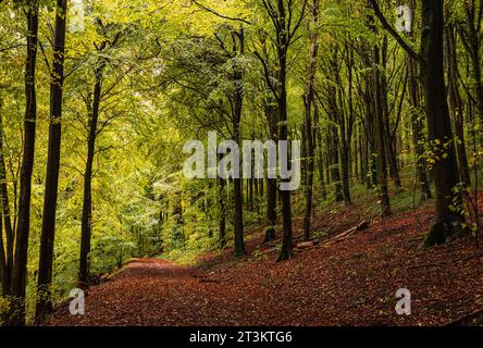 L'autunno sta arrivando nel profondo della Friston Forest, a sud-est del Sussex, nel sud-est dell'Inghilterra, nel Regno Unito Foto Stock