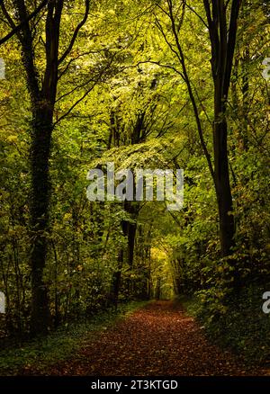 L'autunno sta arrivando nel profondo della Friston Forest, a sud-est del Sussex, nel sud-est dell'Inghilterra, nel Regno Unito Foto Stock