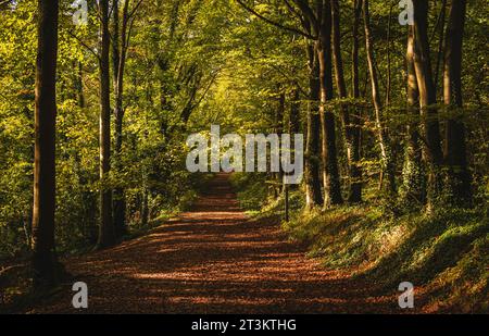 L'autunno sta arrivando nel profondo della Friston Forest, a sud-est del Sussex, nel sud-est dell'Inghilterra, nel Regno Unito Foto Stock