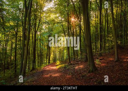 L'autunno sta arrivando nel profondo della Friston Forest, a sud-est del Sussex, nel sud-est dell'Inghilterra, nel Regno Unito Foto Stock