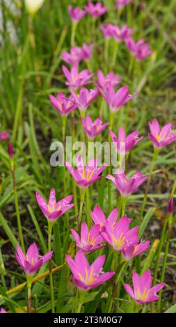 Zephyranthes rosea sta fiorendo nel giardino. Il colore è rosa con pistole gialle e steli di fiori verde scuro. Foto Stock