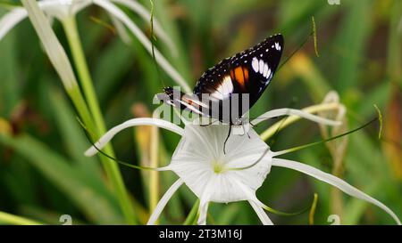 Hypolimnas bolina, una specie di farfalla che ha un bel corpo e ali, è arroccata su un fiore bianco. Foto Stock