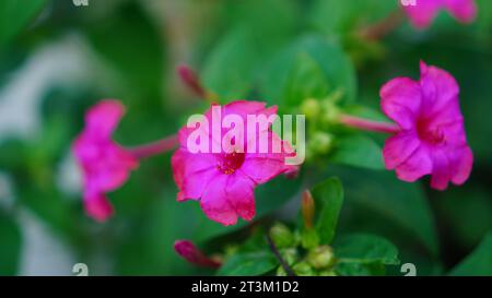 Mirabilis Jalapa, un fiore fiorisce su un albero. Ha la forma di una tromba rosa tra foglie verdi. Foto Stock