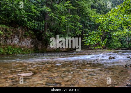 Paesaggio naturale e vegetazione nella gola di Eistobel, nella riserva naturale omonima vicino a Grünenbach, nella parte occidentale di Allgäu, Baviera, Germania. Foto Stock