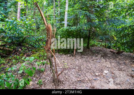 Paesaggio naturale e vegetazione nella gola di Eistobel, nella riserva naturale omonima vicino a Grünenbach, nella parte occidentale di Allgäu, Baviera, Germania. Foto Stock