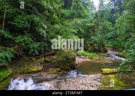 Paesaggio naturale e vegetazione nella gola di Eistobel, nella riserva naturale omonima vicino a Grünenbach, nella parte occidentale di Allgäu, Baviera, Germania. Foto Stock