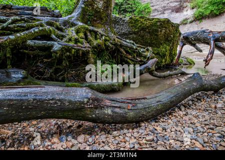 Paesaggio naturale e vegetazione nella gola di Eistobel, nella riserva naturale omonima vicino a Grünenbach, nella parte occidentale di Allgäu, Baviera, Germania. Foto Stock