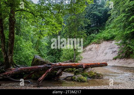 Paesaggio naturale e vegetazione nella gola di Eistobel, nella riserva naturale omonima vicino a Grünenbach, nella parte occidentale di Allgäu, Baviera, Germania. Foto Stock